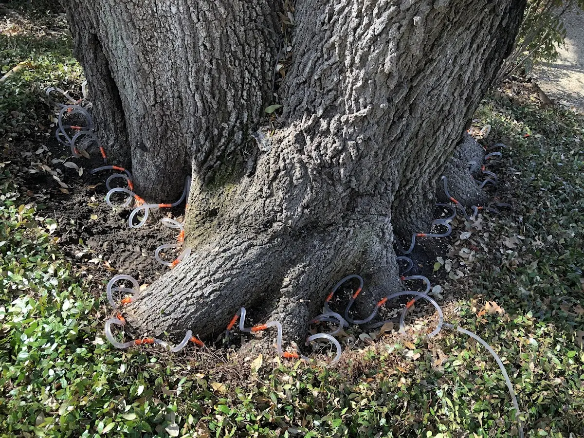 Detailed Tree Cabling and Bracing job site in Roseland